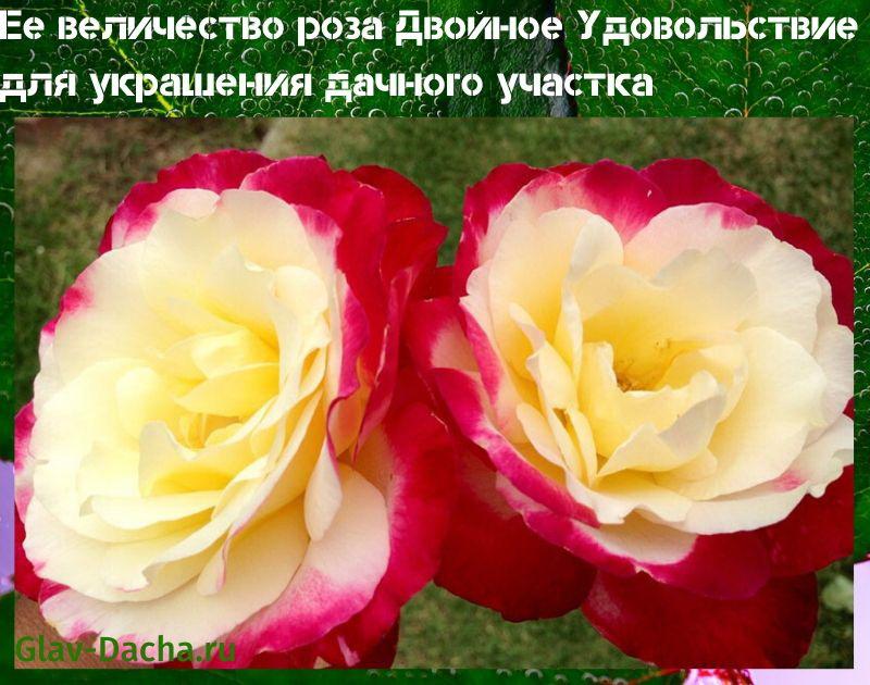 rózsa kettős öröm