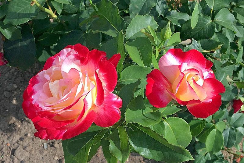 vrtni ukras ruža dvostruko zadovoljstvo