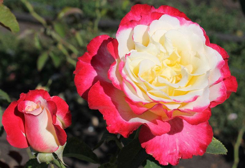 double color of rosebud