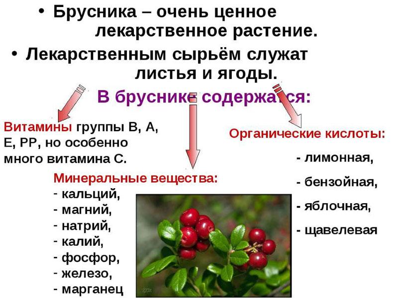 lingonberry chemical composition