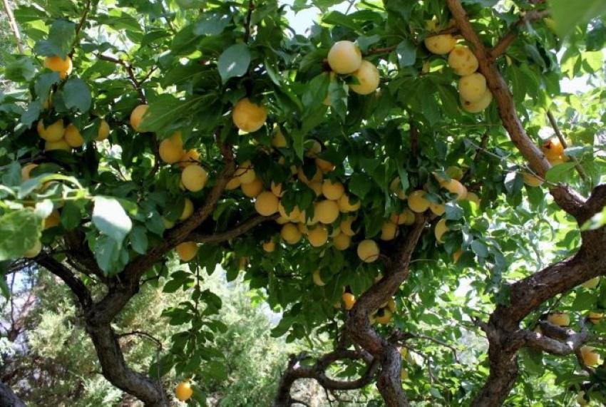prune de cireș pentru regiunea Moscovei cele mai bune soiuri