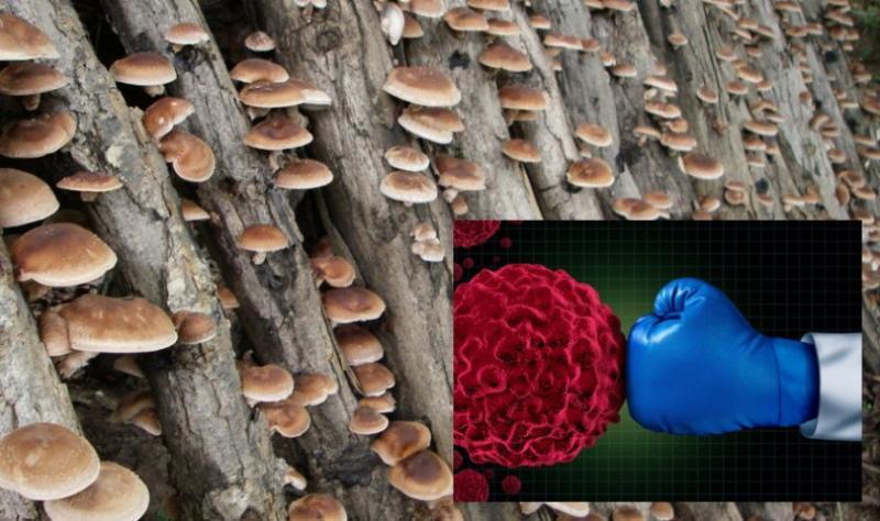 cogumelos shiitake beneficiam e prejudicam