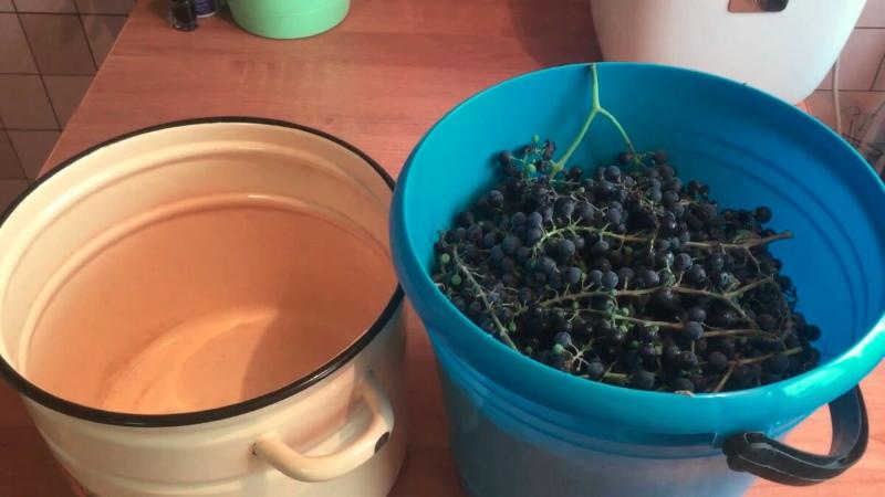 uvas para vinho