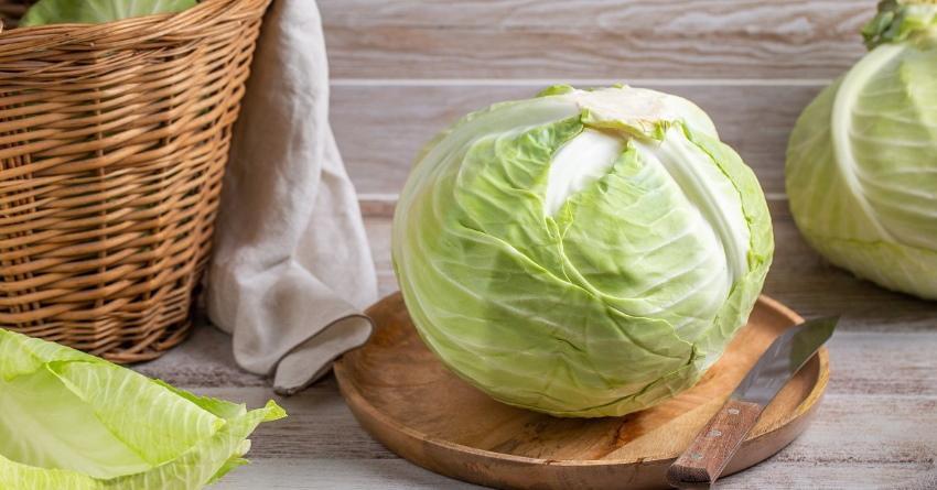 which variety of cabbage is best for pickling
