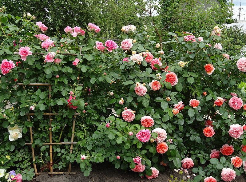 photo de roses de parc avec des noms
