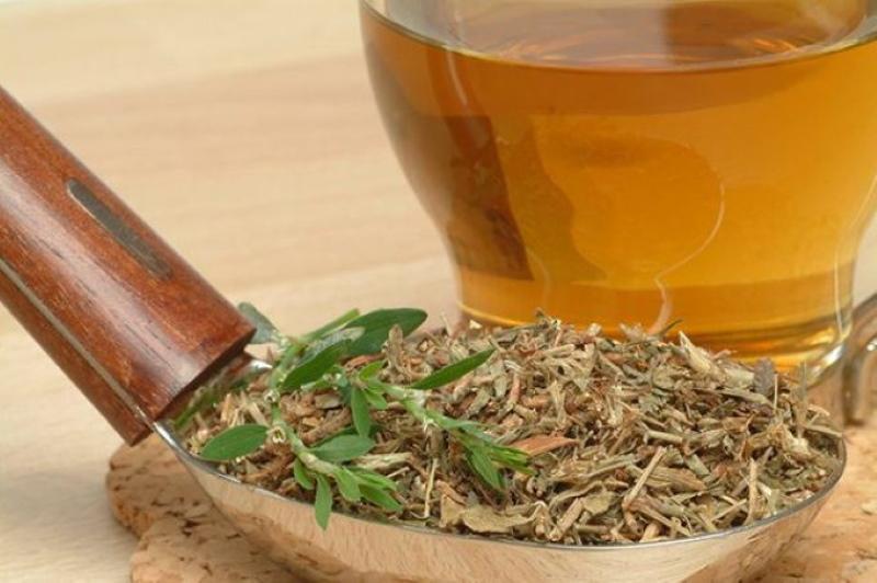 sifat perubatan dan kontraindikasi ramuan herba knotweed