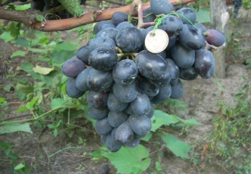 описание на сорта грозде на шведска маса