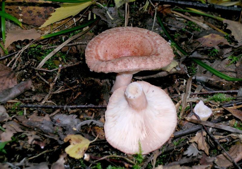 mushrooms volnushki photo and description
