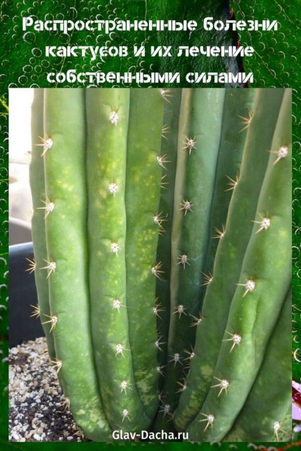 kaktusu slimības un to ārstēšana