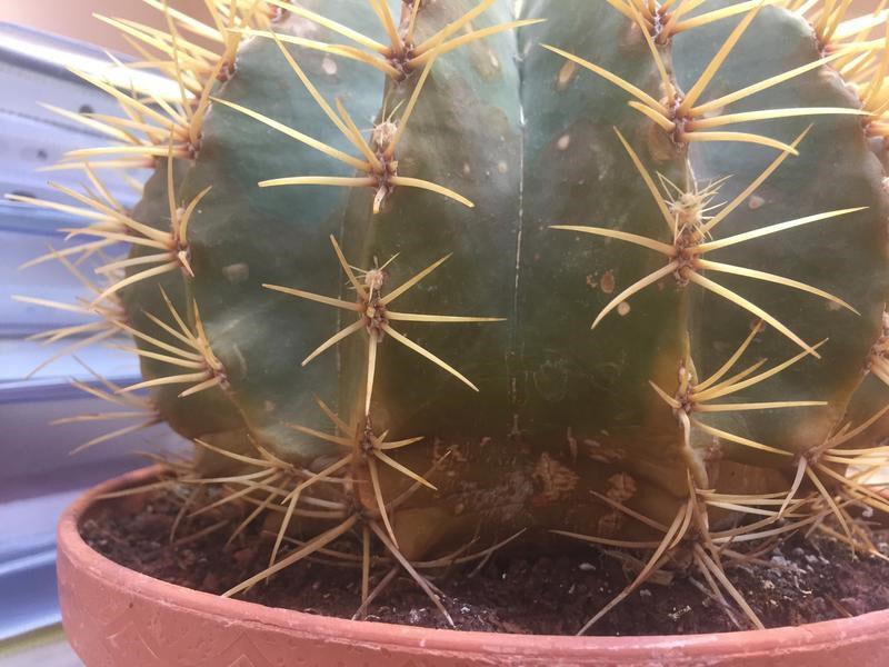 ochorejú aj kaktusy