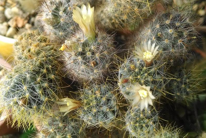 flores de cactus en condiciones favorables