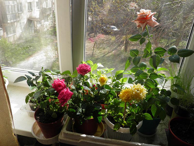 voorwaarden voor het kweken van rozen thuis