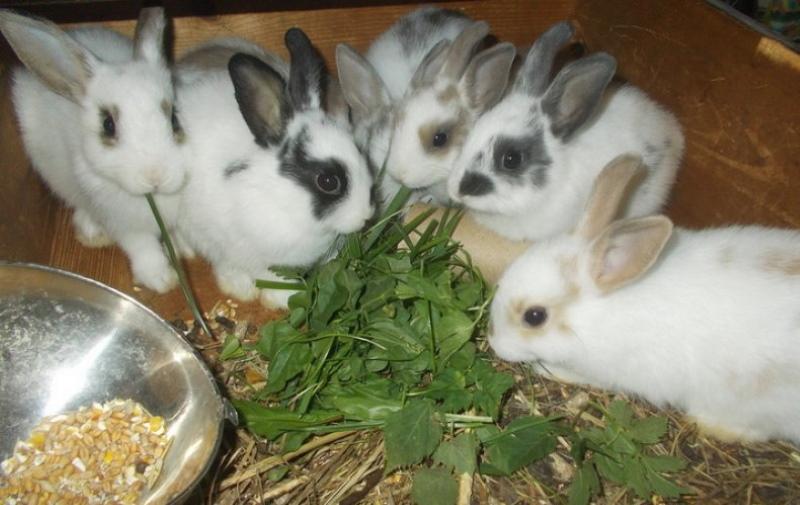 Kaninchen-Diät
