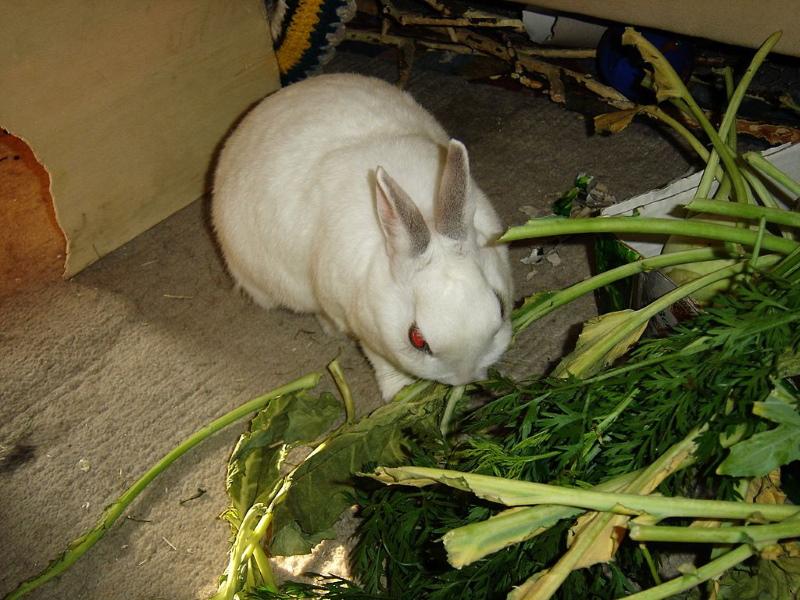 cibo per conigli verdi