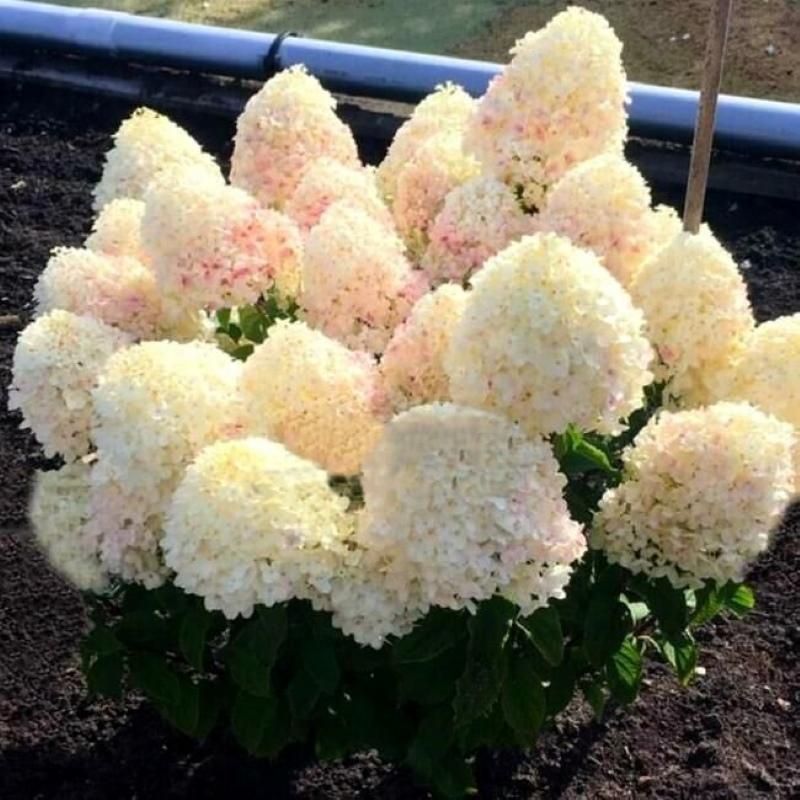 features of panicle hydrangea