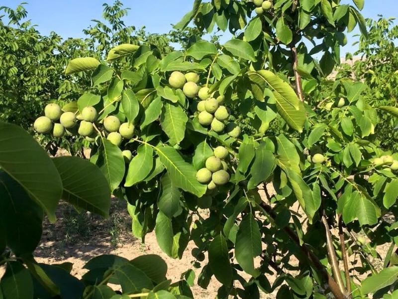 walnuts in Belarus cultivation