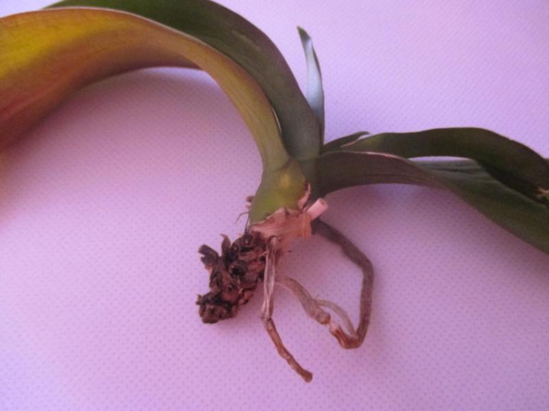 како спасити орхидеју без корена