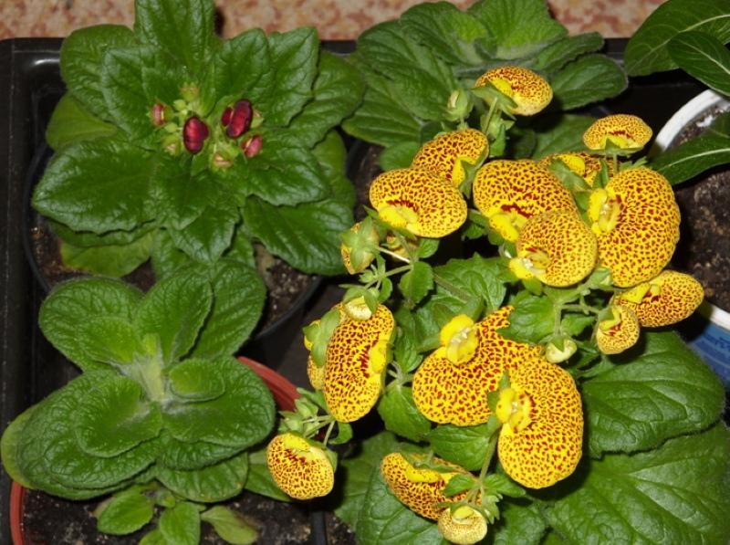 calceolaria growing from seeds