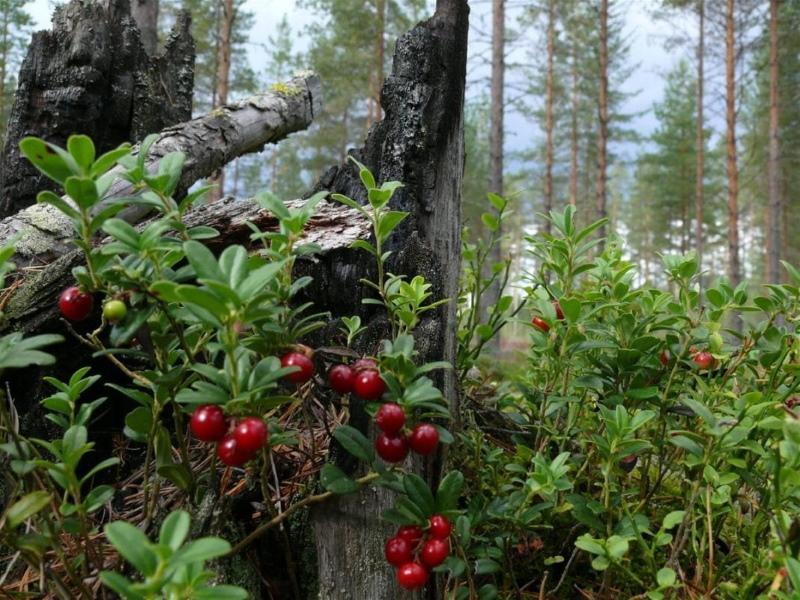 fotografije i imena šumskih bobica