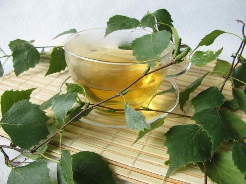 birch leaf medicinal properties and contraindications