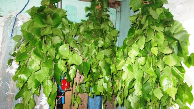 proprietà utili delle foglie di betulla