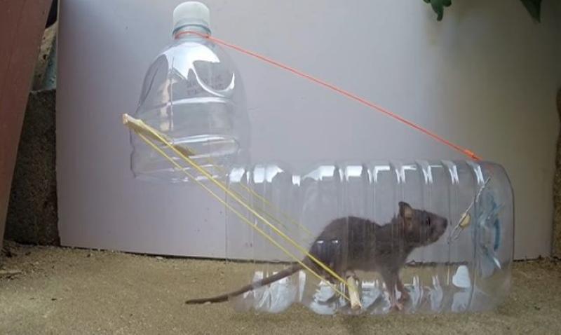bẫy chuột tự chế từ chai nhựa
