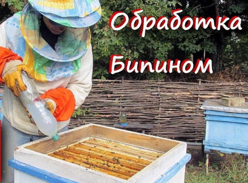 rawatan lebah dengan bipin dalam dos musim luruh