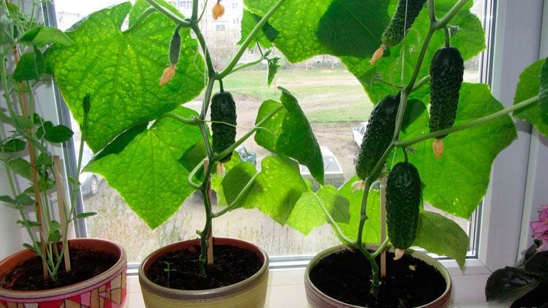 uborkát növekszik az ablakpárkányon télen