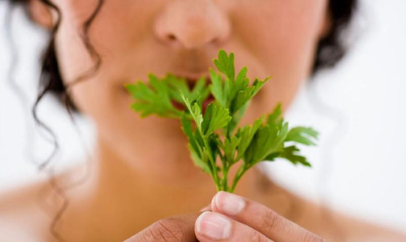 medicinal properties of parsley
