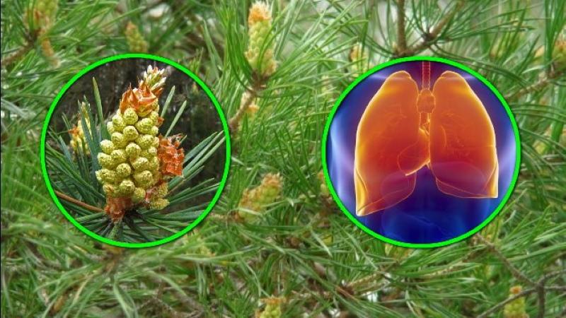 useful properties of pine buds
