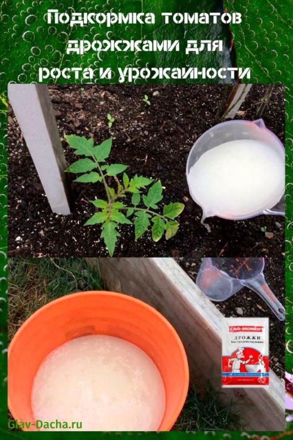 príprava paradajok s droždím