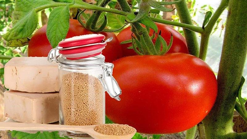 levadura para la cosecha de tomate