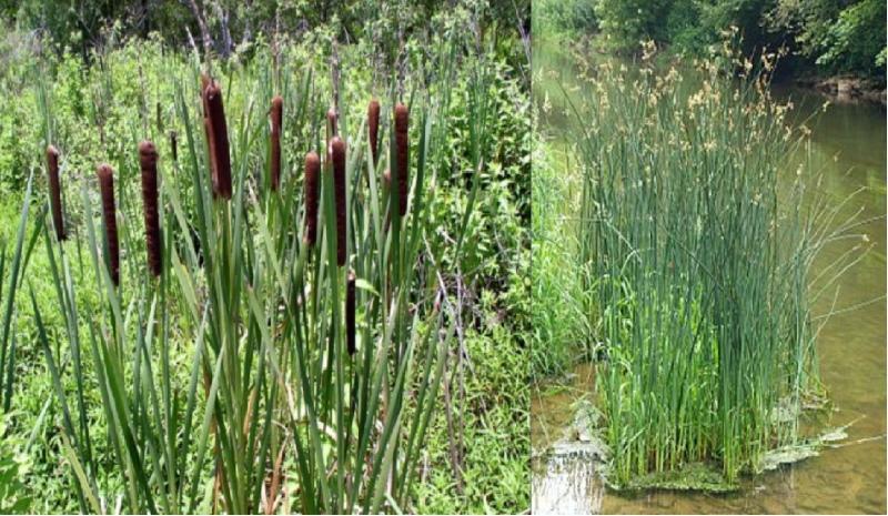 cattail and reed differences