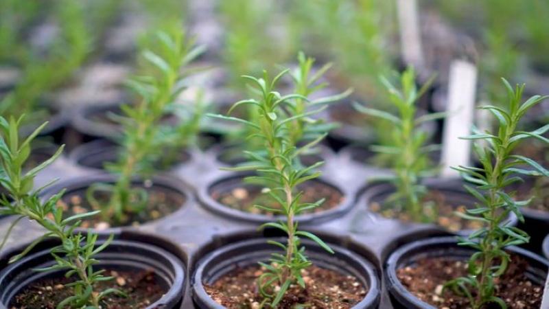 planting rosemary in open ground