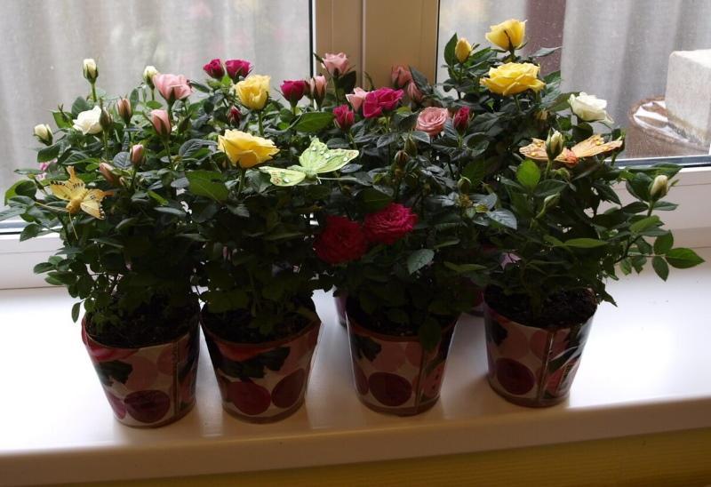 rožės vazonuose namuose