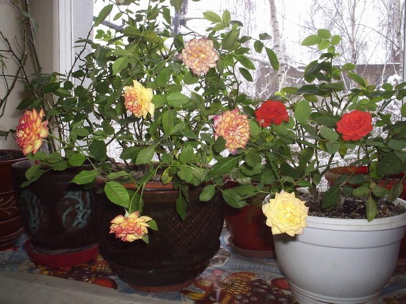 indoor roses