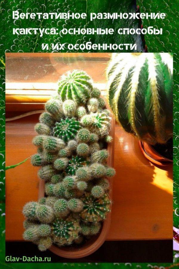 vegetatyvinis kaktuso dauginimas