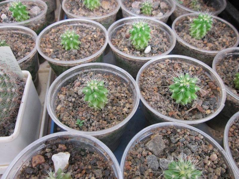 vegetativ förökning av kaktus med frön