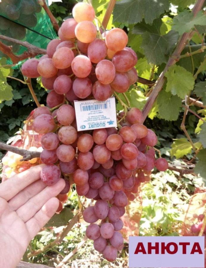 описание на сорта грозде Анюта