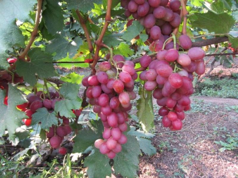 pirmasis vynuogių derlius anyuta