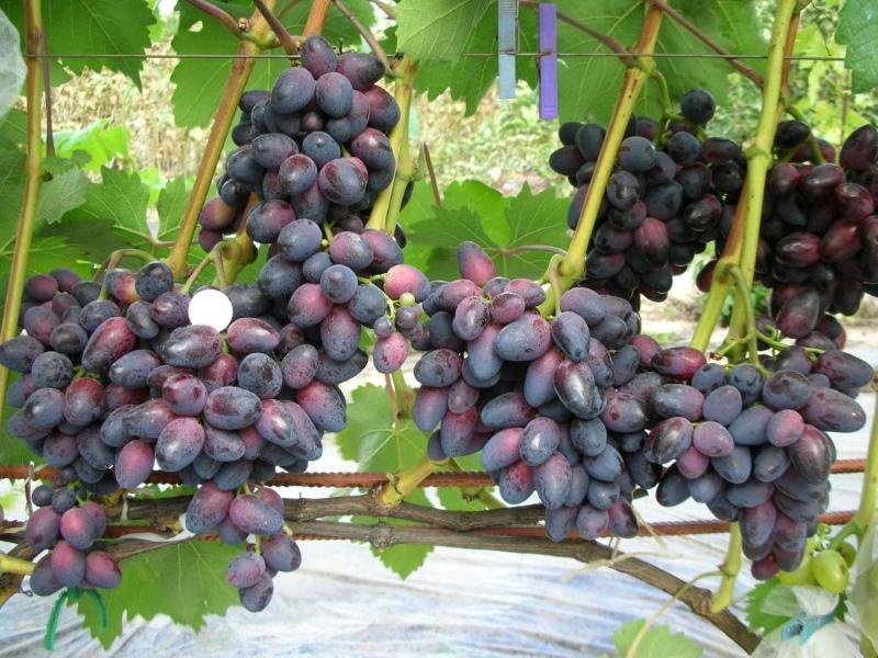 raisins beauté variété description photo