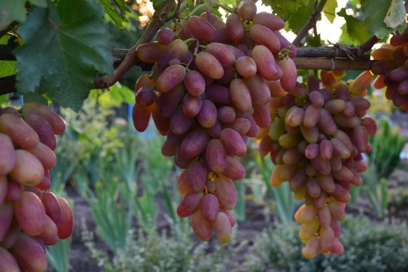 снимка и описание на трансформацията на сорта грозде