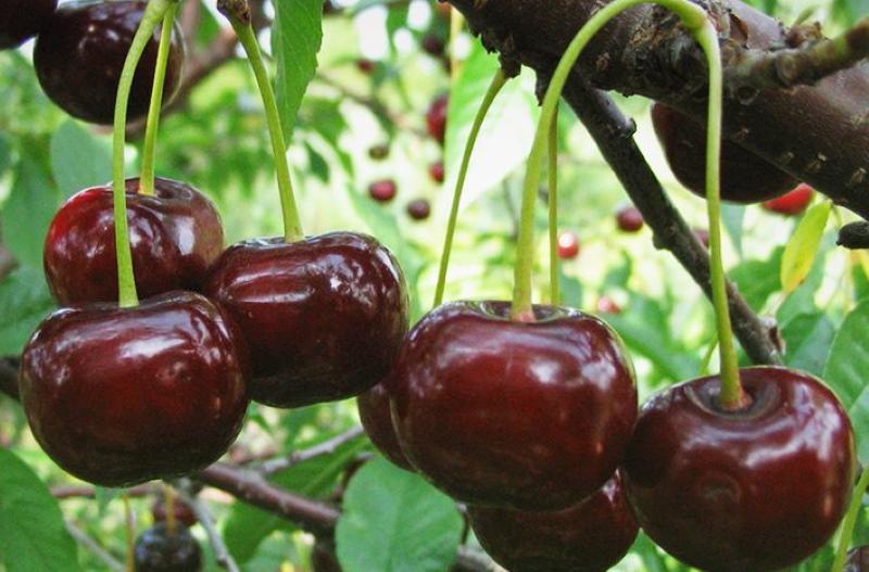 cherry turgenevka variety description