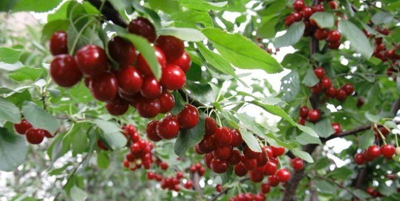 turgenev cherry