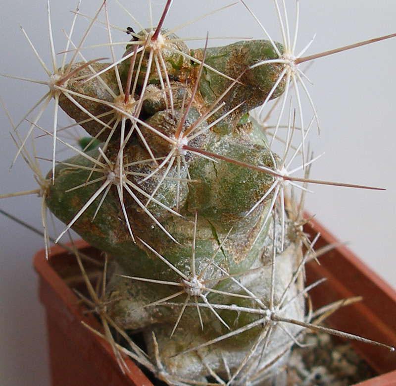 skadade kaktusar av skadedjur