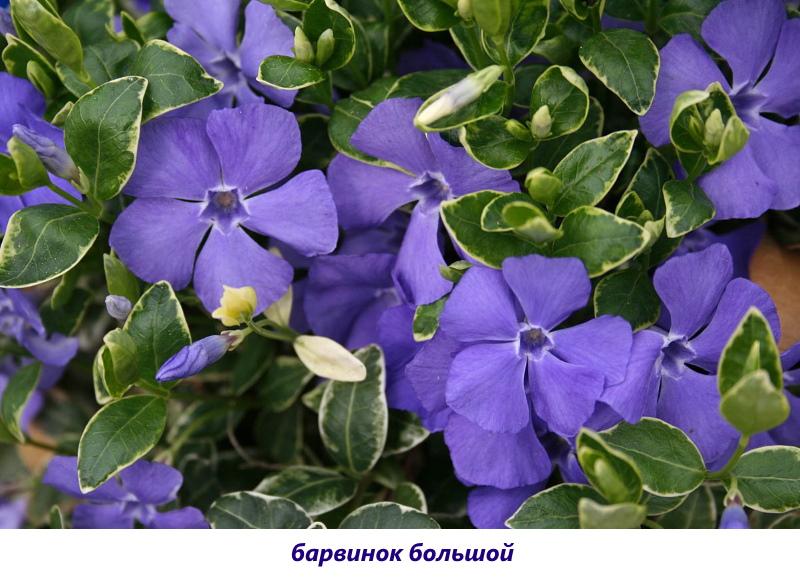 periwinkle large