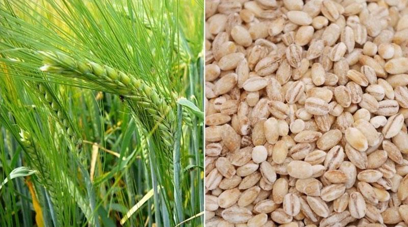obtaining barley from barley