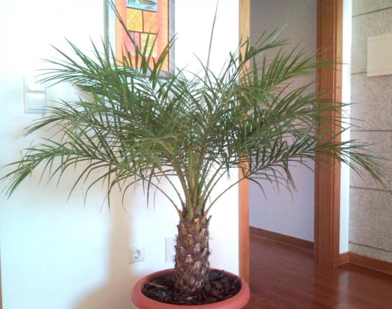 date palm hemvård foto