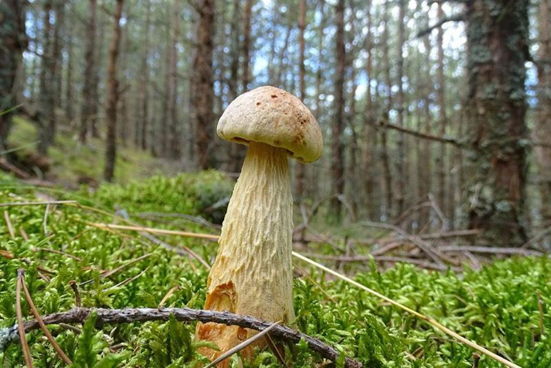 foto e descrição de cogumelos na região de Kaliningrado
