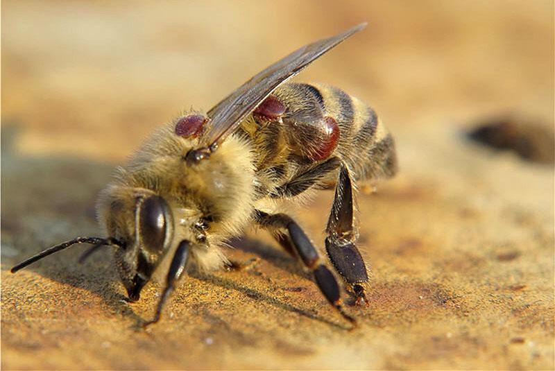 symptômes de la maladie des abeilles
